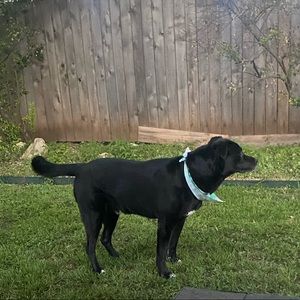 Meet your Posher, Buford